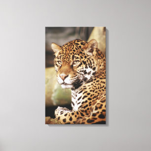 Jaguar Inbunden Canvas