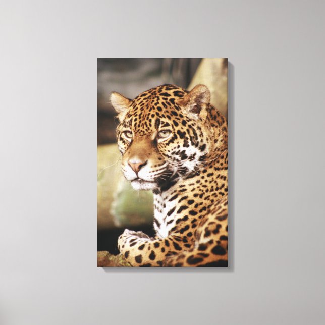 Jaguar Inbunden Canvas (Framsida)