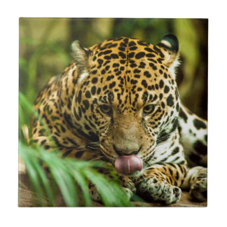 Jaguar Kakelplatta
