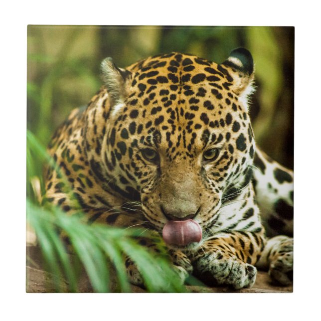 Jaguar Kakelplatta (Framsidan)