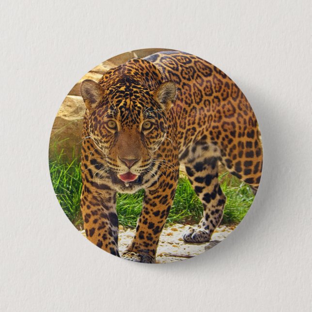 Jaguar Knapp (Framsida)