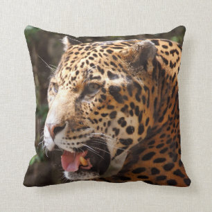Jaguar Kudde