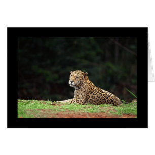 Jaguar Lounging Hälsningskort