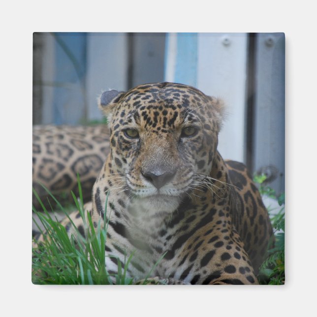 Jaguar Magnet (Framsidan)