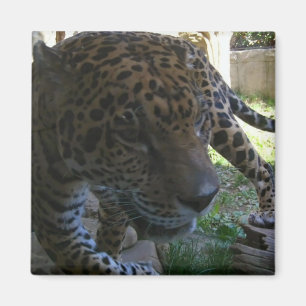 Jaguar Magnet