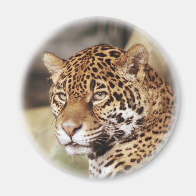 Jaguar Magnet (Framsidan)