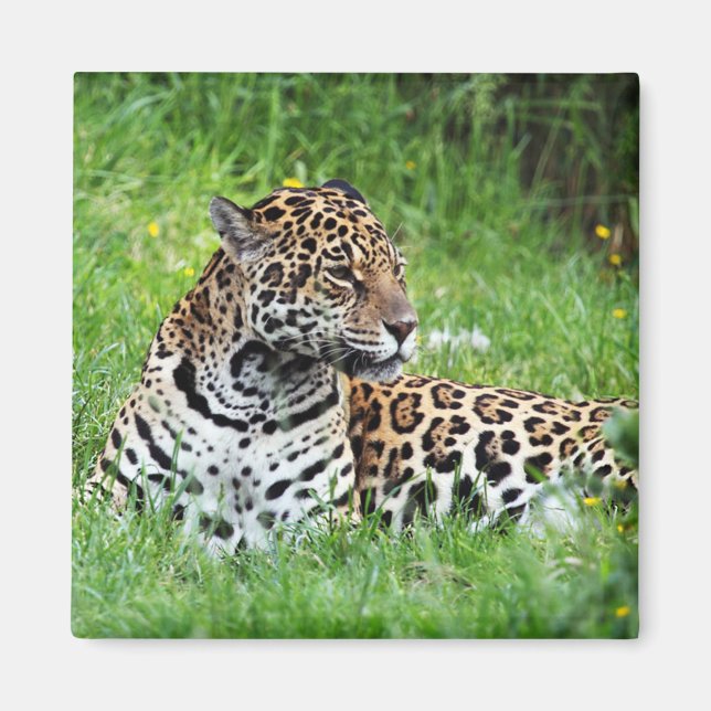 Jaguar Magnet (Framsidan)