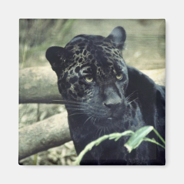 Jaguar Magnet (Framsidan)