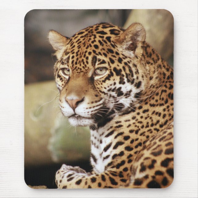 Jaguar Mousepad Musmatta (Framsidan)