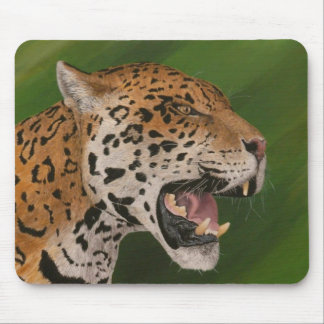 Jaguar Musmatta