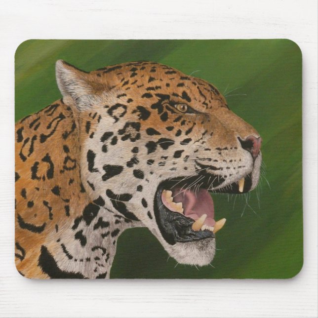 Jaguar Musmatta (Framsidan)