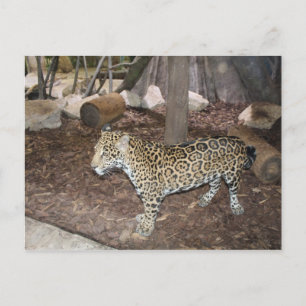 Jaguar nr 3 vykort