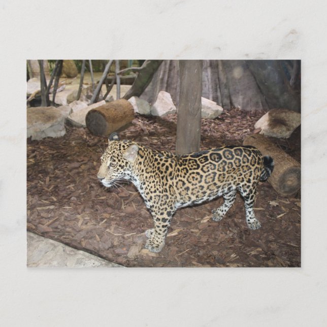 Jaguar nr 3 vykort (Framsida)