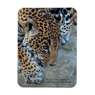Jaguar på balen magnet