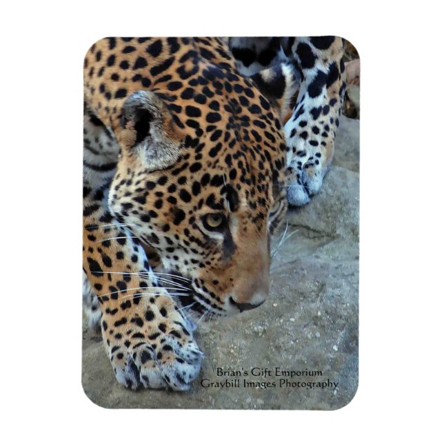 Jaguar på balen magnet (Vertikal)