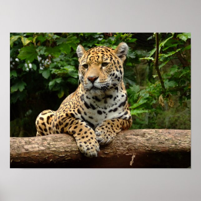 Jaguar på en stock Affisch (Framsidan)