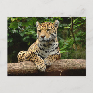 Jaguar på en stock vykort