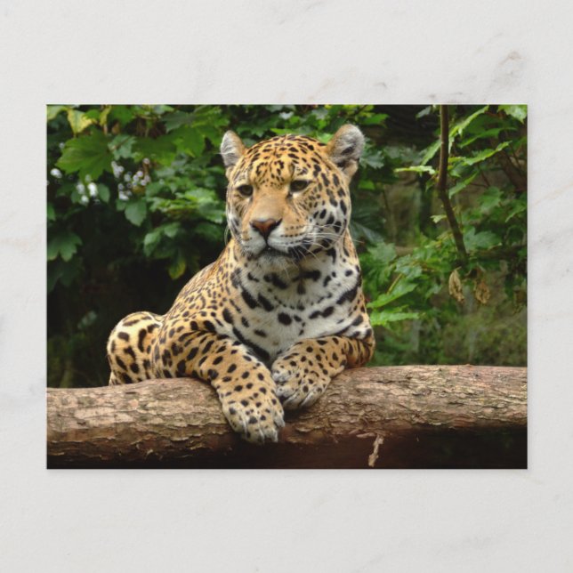 Jaguar på en stock vykort (Framsida)