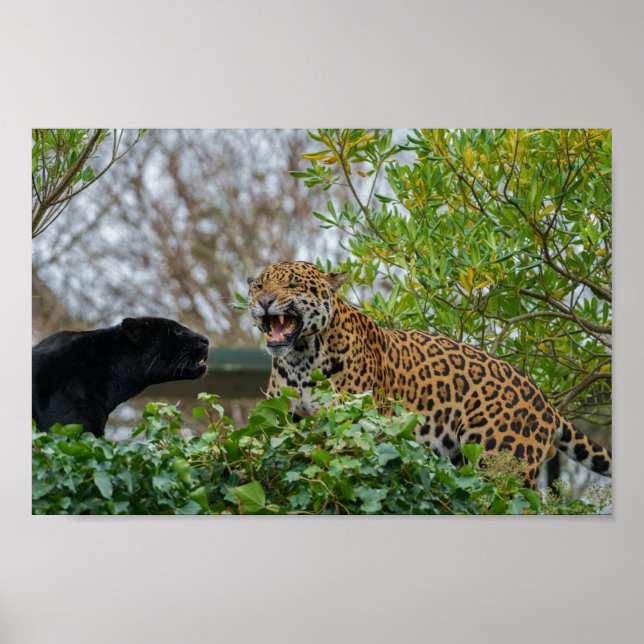 Jaguar Pair Poster (Framsidan)