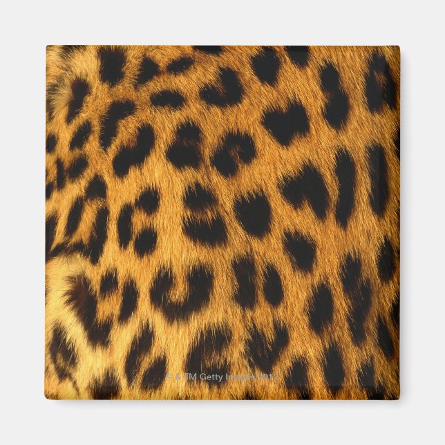 Jaguar Päls Magnet (Framsidan)