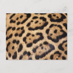 Jaguar Päls Photo Print Vykort