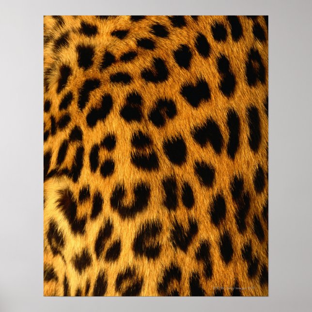 Jaguar Päls Poster (Framsidan)