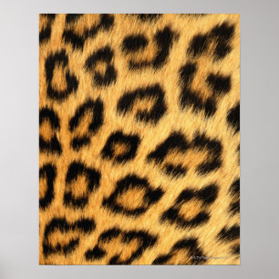 Jaguar Päls Poster