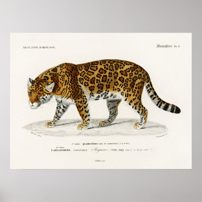 Jaguar Panthera Onca Charles D'Orbigny Poster (Framsidan)