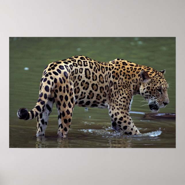 Jaguar (Panthera onca) i muddy River Poster (Framsidan)