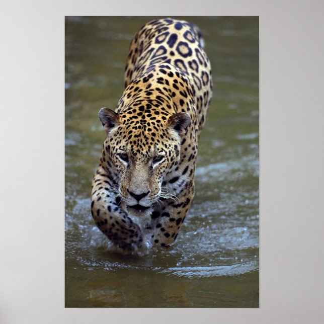 Jaguar (Panthera onca) i muddy River Poster (Framsidan)