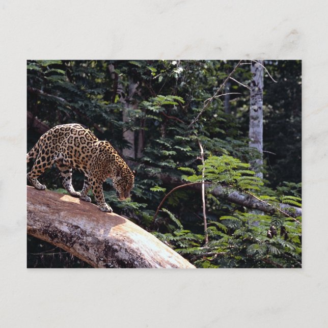 Jaguar (Panthera onca) i träd Vykort (Framsida)