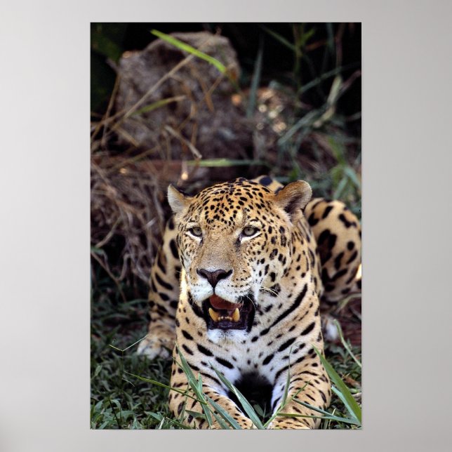 Jaguar (Panthera onca) Poster (Framsidan)
