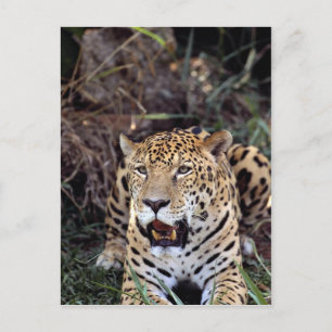 Jaguar (Panthera onca) Vykort