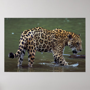 Jaguar (Pantheraonca) i den leriga floden Poster