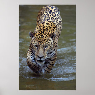 Jaguar (Pantheraonca) i den leriga floden Poster