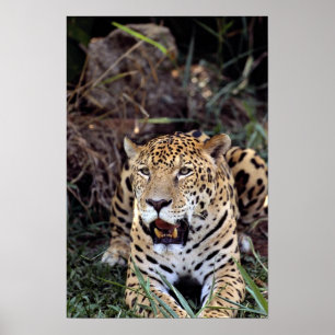 Jaguar (Pantheraonca) Poster