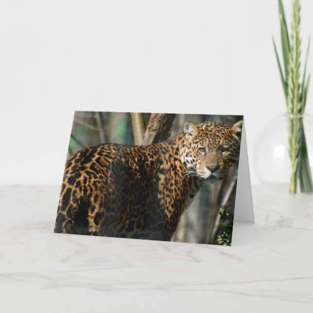 Jaguar Photo Greeting Card Kort (Framsida)