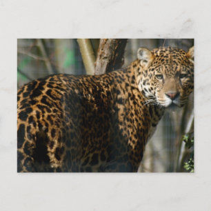 Jaguar Photo Postcard Vykort