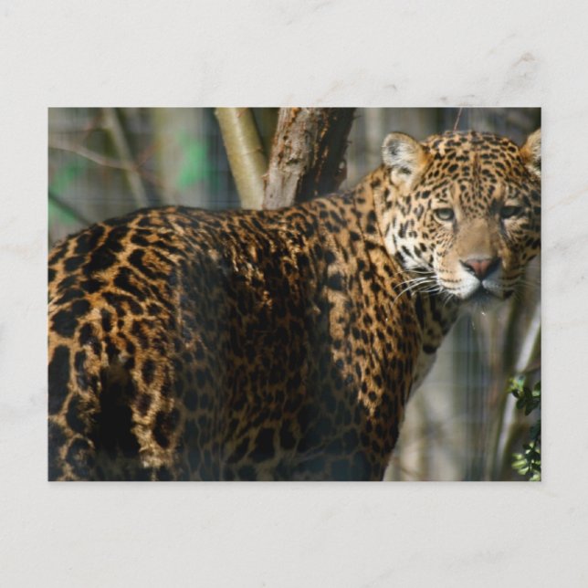 Jaguar Photo Postcard Vykort (Framsida)