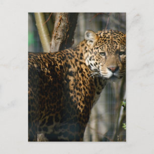 Jaguar Photo Postcard Vykort