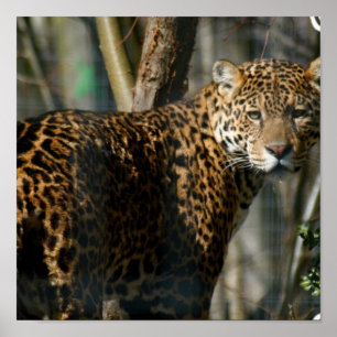 Jaguar Photo Print Poster