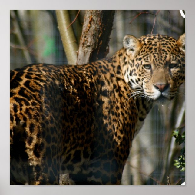 Jaguar Photo Print Poster (Framsidan)