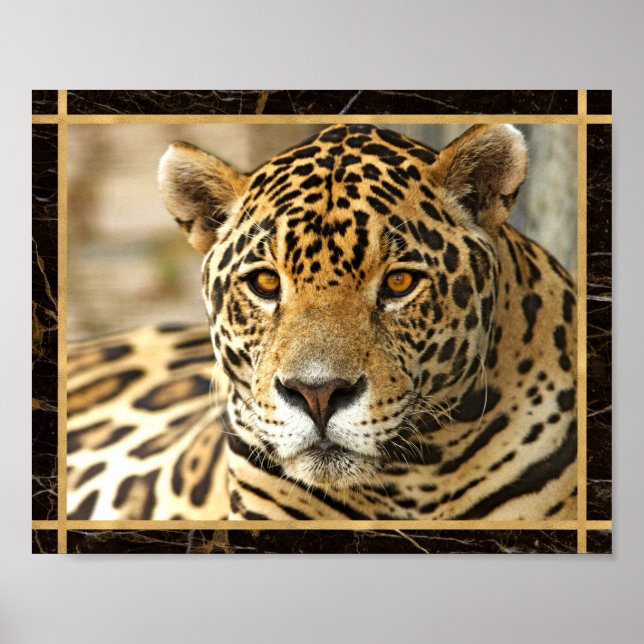 Jaguar Photo Print Poster (Framsidan)