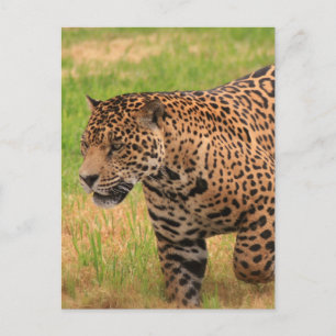 Jaguar Postcard Vykort