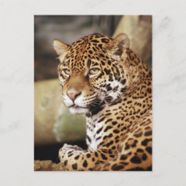 Jaguar Postcard Vykort