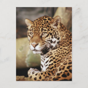 Jaguar Postcard Vykort