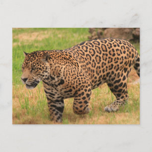 Jaguar Postcard Vykort