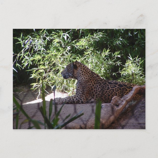 Jaguar Postcard Vykort (Framsida)