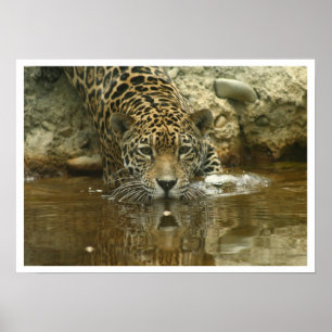 Jaguar Poster