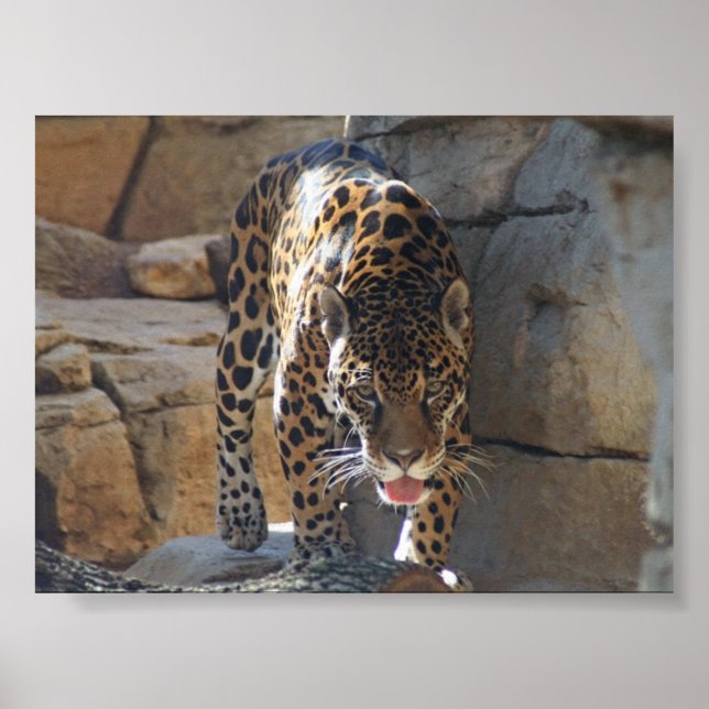 Jaguar Poster (Framsidan)